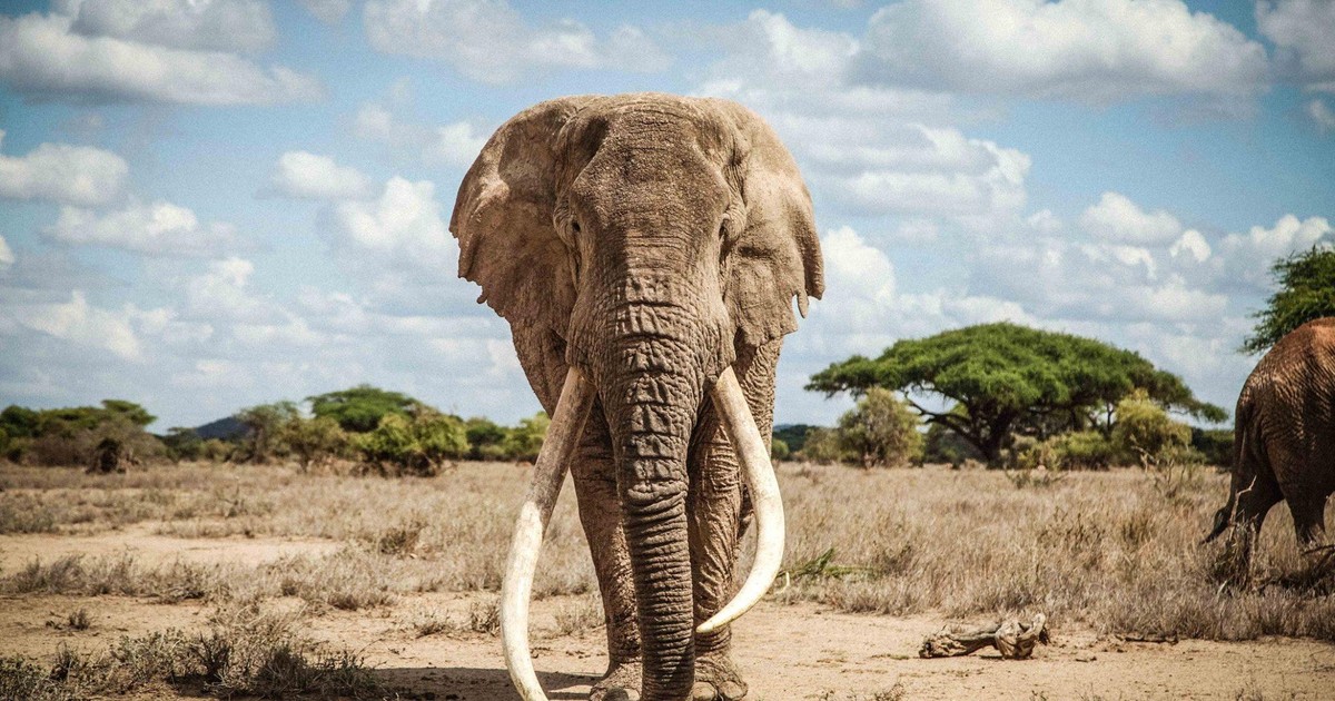 Kenya plans to build Sh47 million monument for Big Tim - Vimarsana News