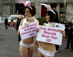 Kolejna gwiazda porno w kampanii PETA