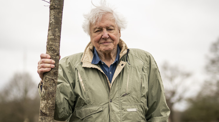Sir David Attenborough nem kis összege kaszált legutóbbi műsoraival / Fotó: Northfoto