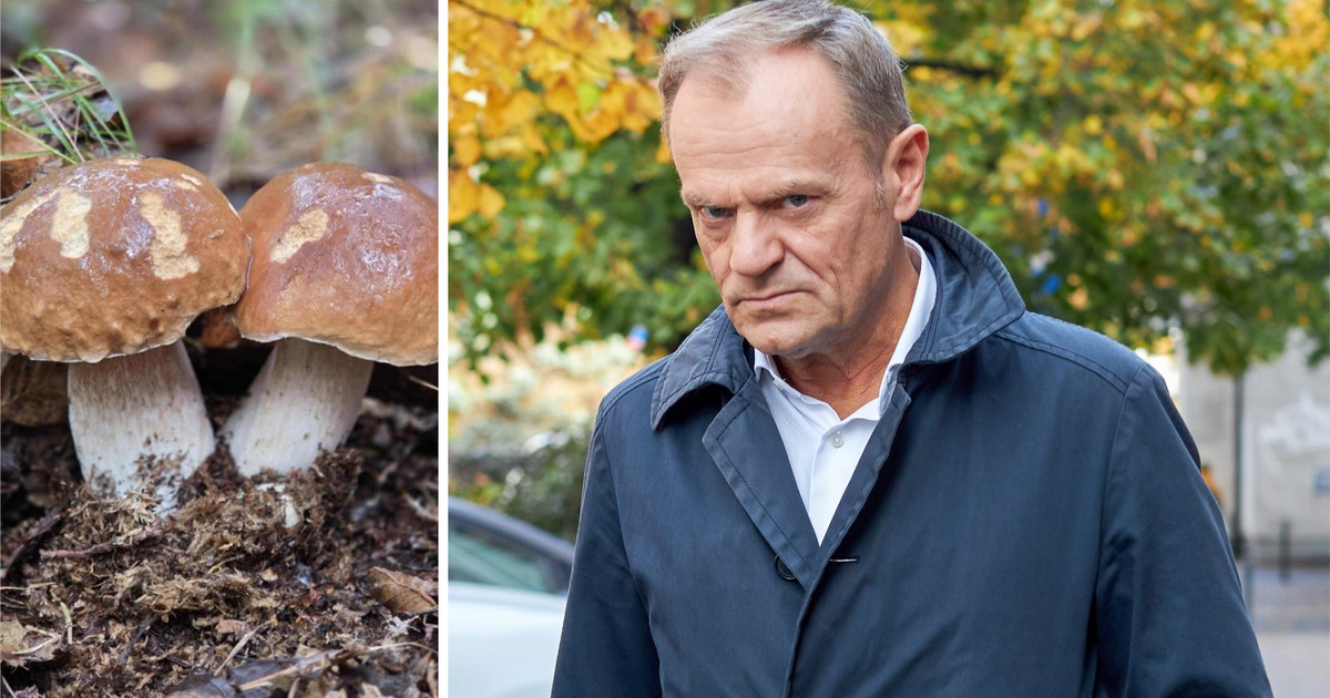 Donald Tusk poszedł na grzyby. Sami oceńcie, czy jest wstyd, czy go nie ma?