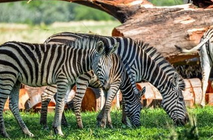 Przylądek Dobrej Nadziei, safari i piękne plaże — zaplanuj niezapomniany wypoczynek