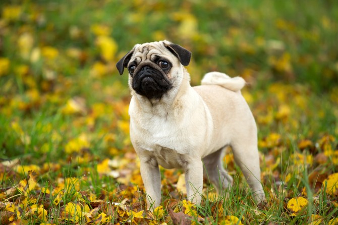 Mops
