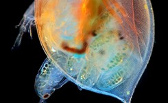 Polskie zdjęcie najlepszym zdjęciem naukowym świata! Sukces w Wiki Science Competition