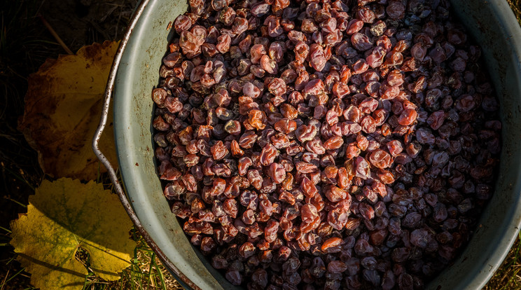 Az aszúsodott szemeket leszedik a fürtökről és egy kádba helyezik Fotó: Shutterstock 