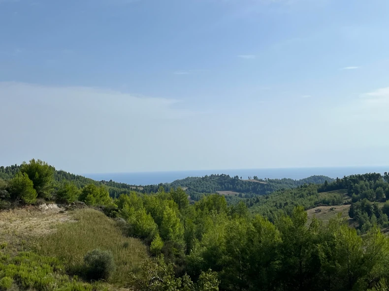 Maslinjak - ilustracija