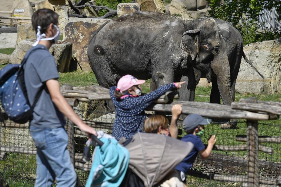 Praskie zoo ponownie otwarte dla zwiedzających. Obowiązuje limit 8,5 tys. wizyt dziennie, 27.04.2020