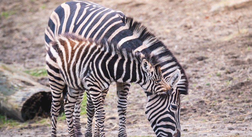 Młoda zebra z mamą