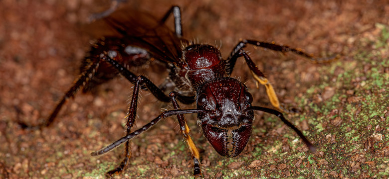 Ugryzienie tej mrówki jest jak postrzał z broni palnej. Ból jest nie do wytrzymania