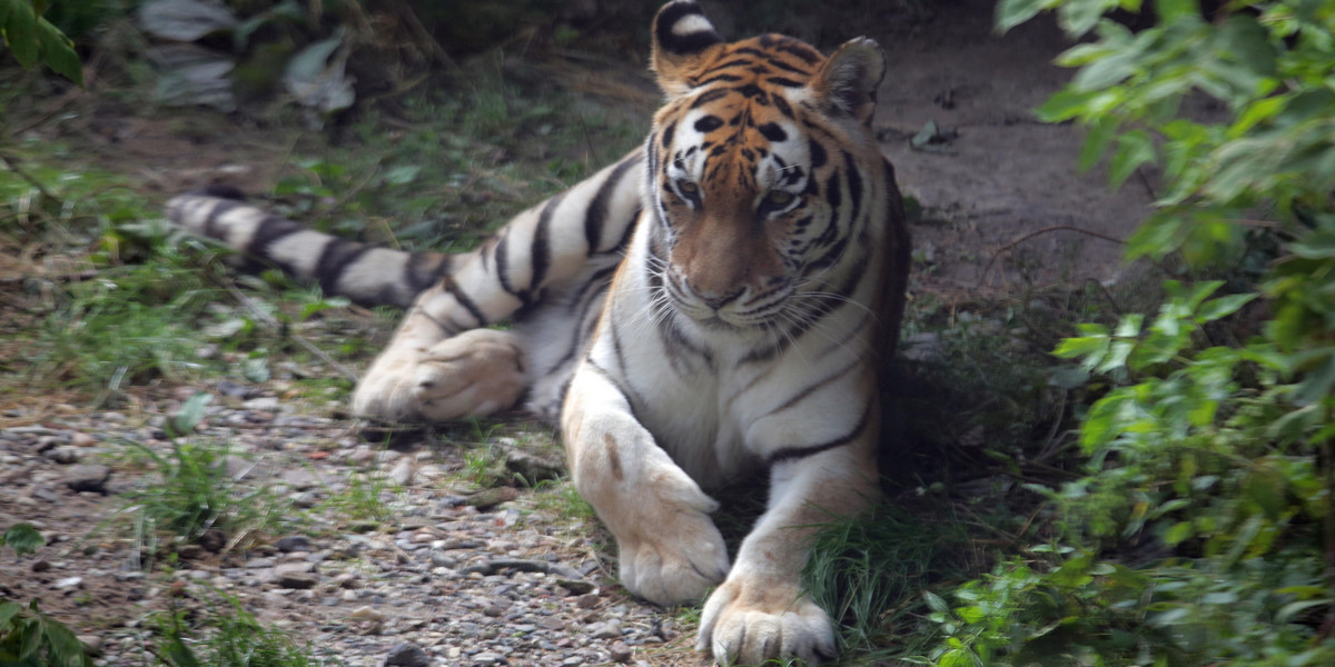 Lwy i tygrysy w ZOO w Łodzi mają nowy wybieg