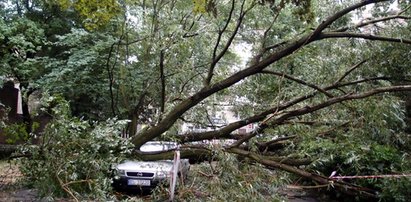 Topola czekała rok na przycięcie gałęzi