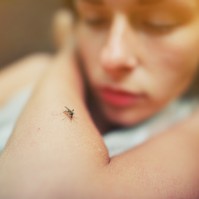 Hatásos a szúnyogcsípés utáni viszketés enyhítésére a levocetirizin allergia elleni szer?