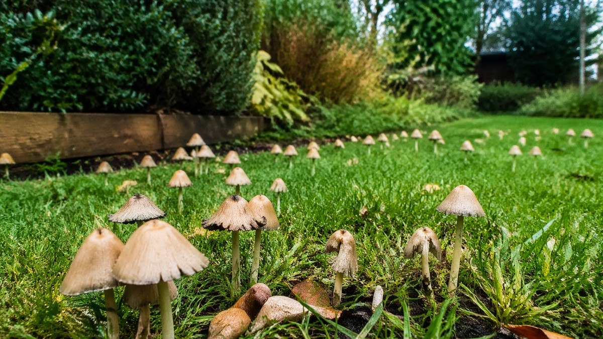 Gljive u dvorištu