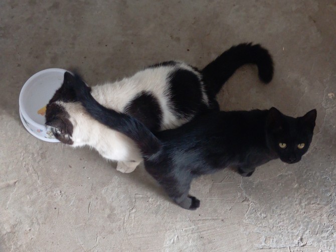 Bubi i Gari