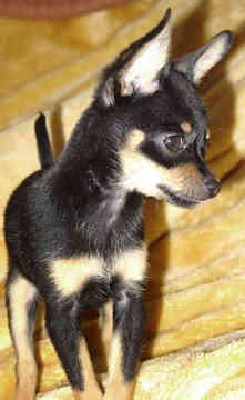 36773_orosz-toy-terrier-d0002F24732632fe2d9e3