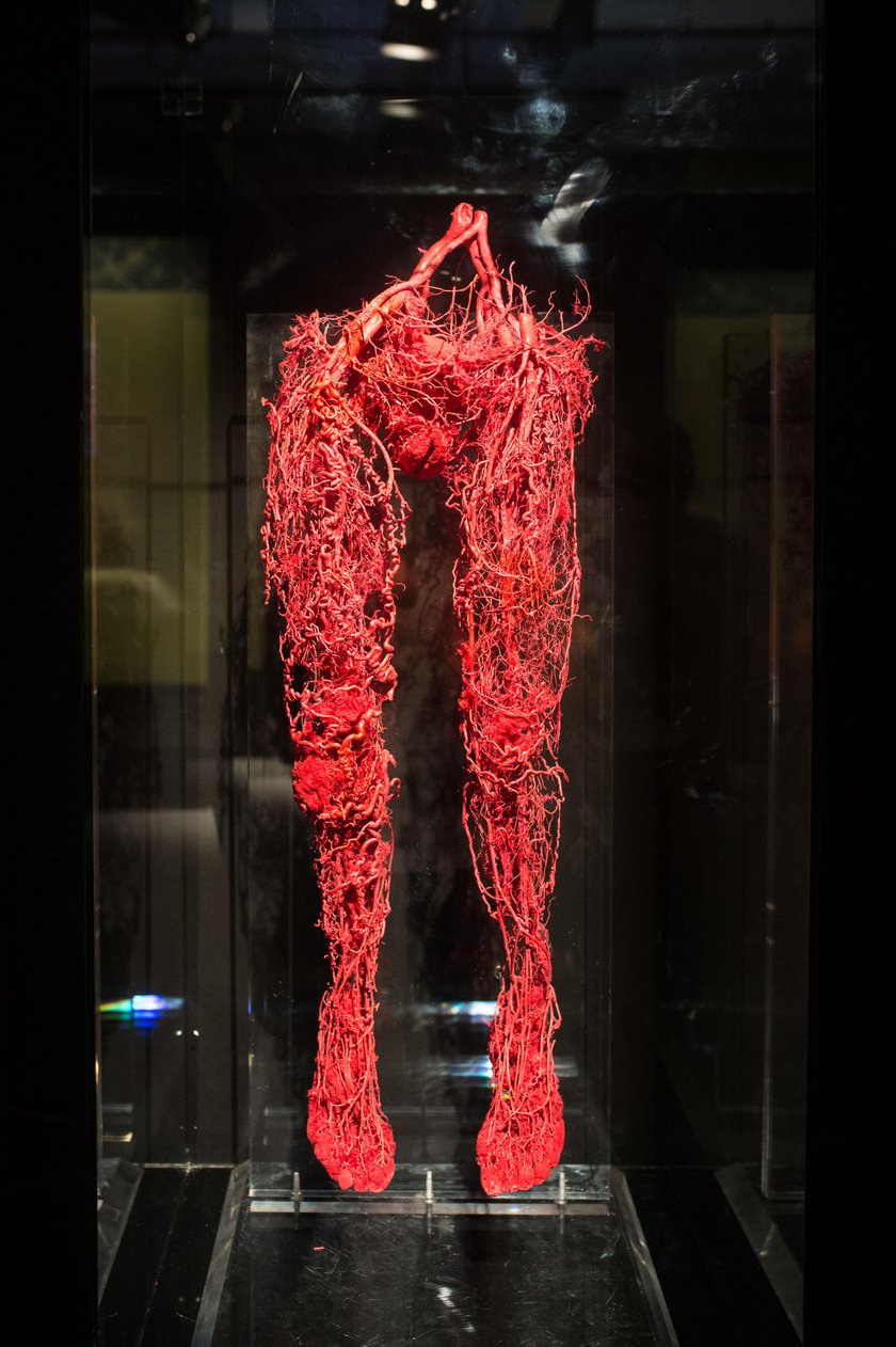 Wystawa Body Worlds Vital w Katowicach