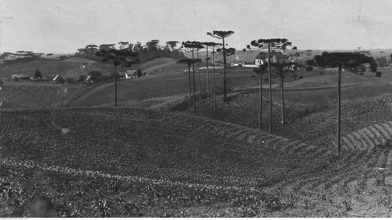 Osada polska Murici w okolicach Kurytyby Brazylii, 1934 r.