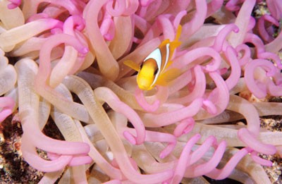 Różowy ukwiał i amfirion (Amphiprion), nazywany także błazenkiem