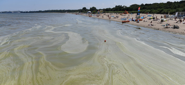 Prawie wszystkie plaże w Trójmieście zamknięte z powodu sinic