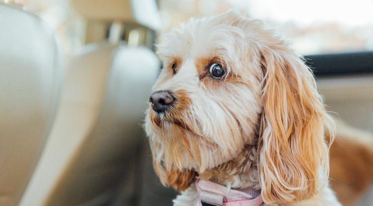 Tudományos bizonyíték van arra, hogy a kutyák megérzik a rossz embereket Fotó: Getty Images