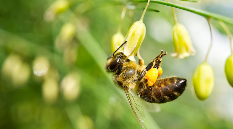 A repcemézet - is - a méhek készítik, hacsak bele nem pusztulnak / Illusztráció: Northfoto