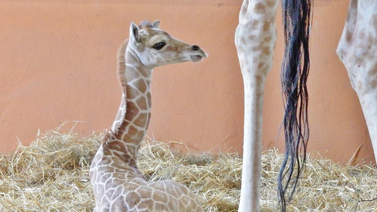 W Śląskim Ogrodzie Zoologicznym na świat przyszła żyrafa. Jeszcze nienazwana samiczka to 19. żyrafa urodzona w przeciągu 45 lat hodowli tych zwierząt w chorzowskim ogrodzie. Jak zapowiadają przedstawiciele placówki, wkrótce jej imię zostanie wybrane w wyniku konkursu.