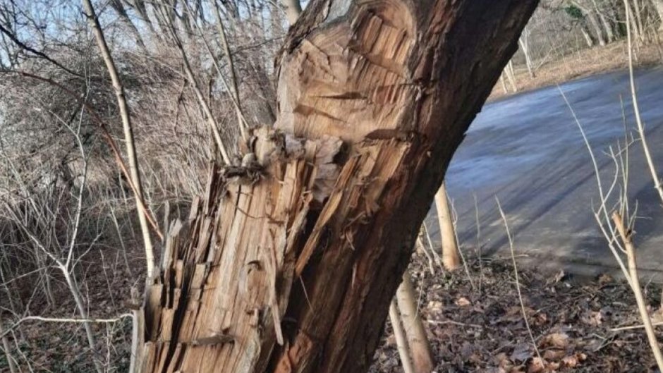 Groźna robinia w parku Jalu Kurka. Urzędnicy podjęli działania