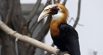 Dzioborożce karbodziobe zawitały do zoo. Stroszą pióra w nowym domu [WIDEO]