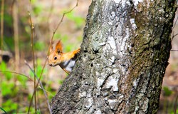 WWF: W ciągu ostatnich 20 lat na świecie odrosły lasy wielkości Francji. To za mało, by wyrównać straty