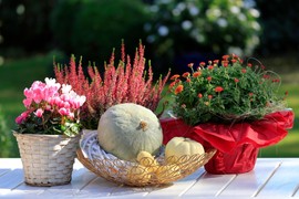 Ovo JESENJE CVEĆE se ne plaši hladnoće i mraka: Idealno je i za terasu i za baštu, a cvetaće sve do prvog mraza