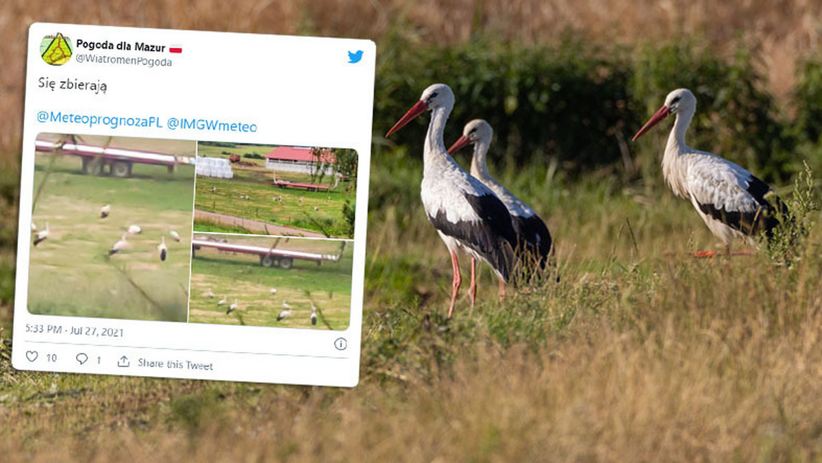 Mazury. Bociany zaczynają zbierać się na sejmiki. "Pierwsze symptomy jesieni"