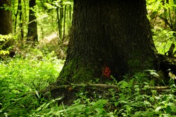 Naukowiec: Ten rok może być rekordowy pod względem pożarów lasów