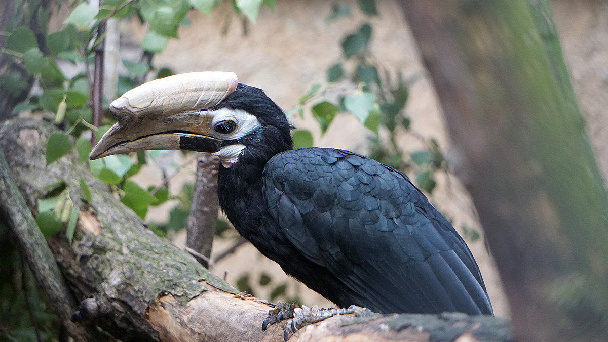 Dzioborożec palawański we wrocławskim zoo