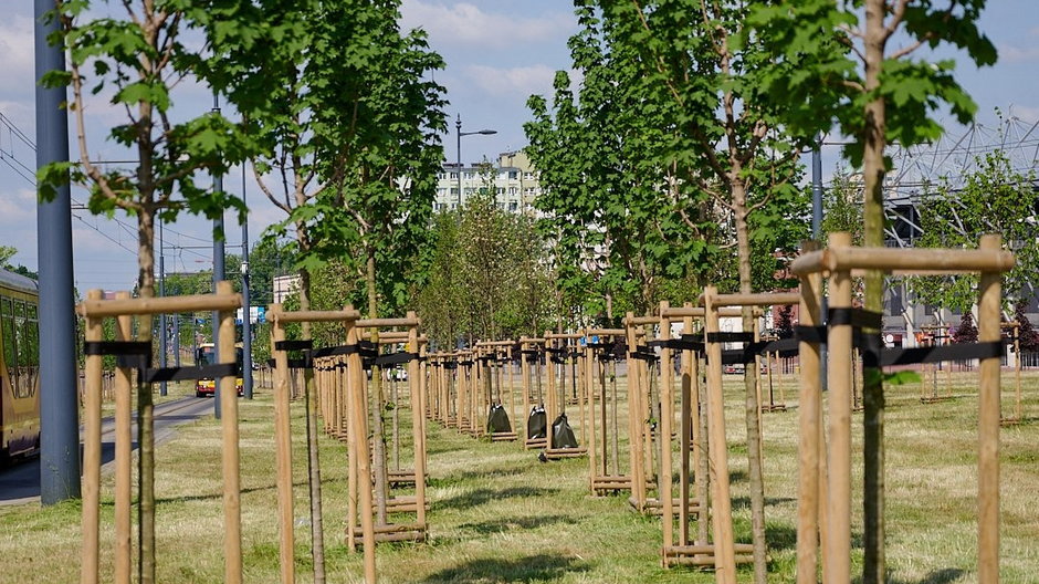 20 tys. nowych drzew i krzewów przy drogach w Łodzi