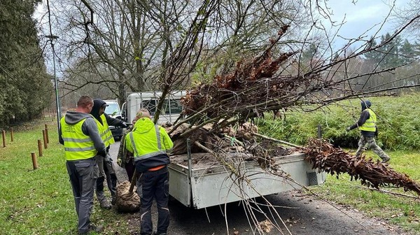 Drzewa trafiły m.in. do parku Grabiszyńskiego
