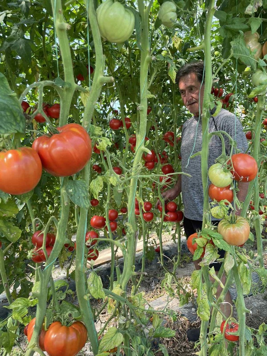 Džinovski čeri paradajz