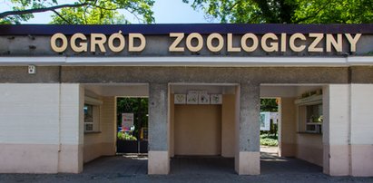 Kierownik Starego Zoo w Poznaniu pił wódkę w pracy