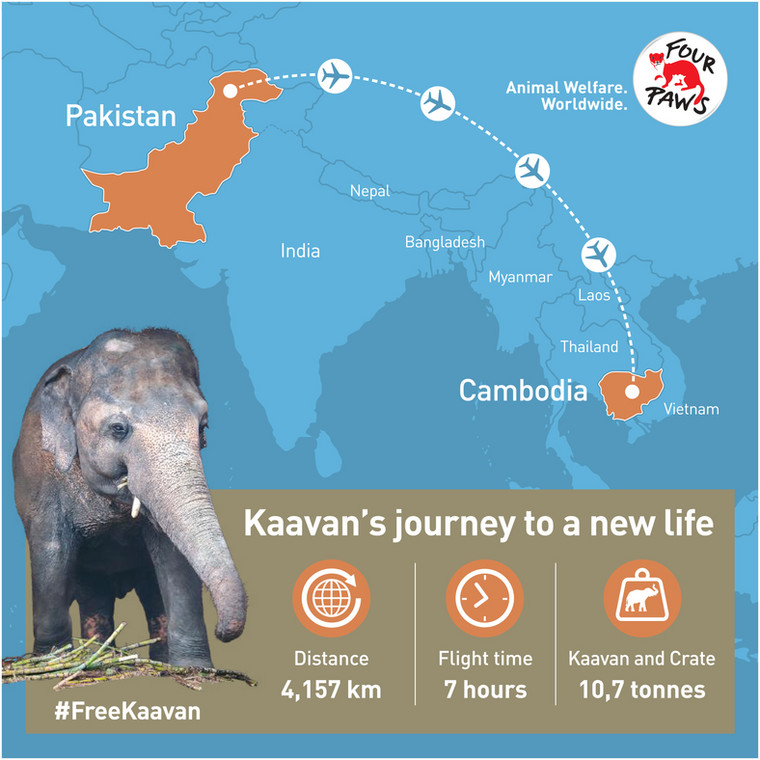 "Najbardziej samotny słoń świata" wyrusza do azylu w Kambodży