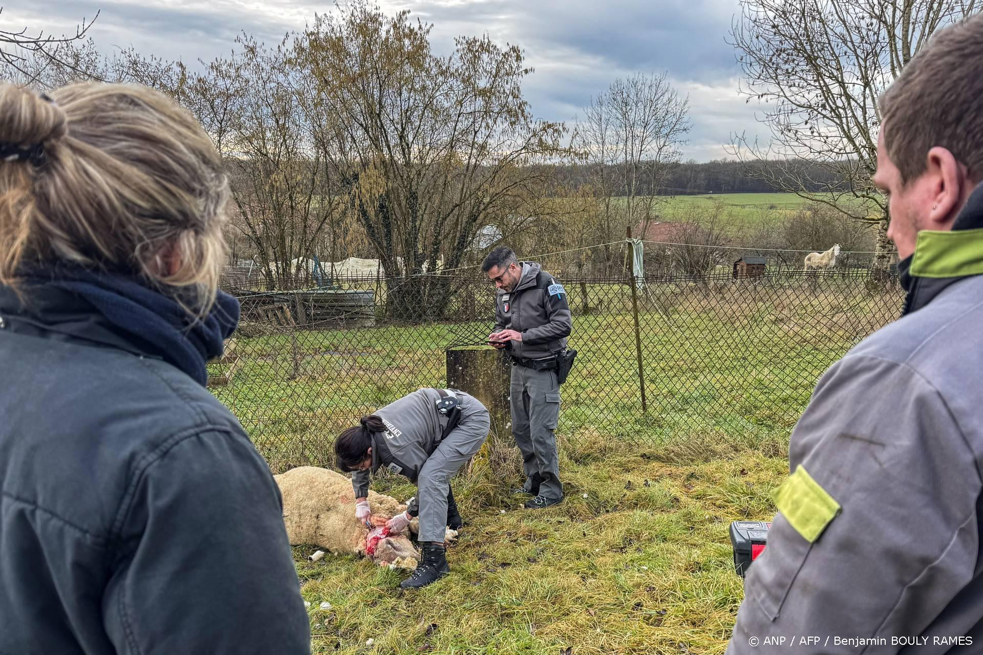12.000 dode landbouwdieren - Frankrijk versoepelt regels voor wolven