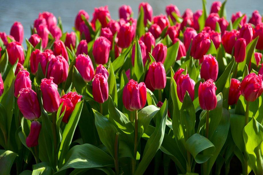 Ogród Keukenhof