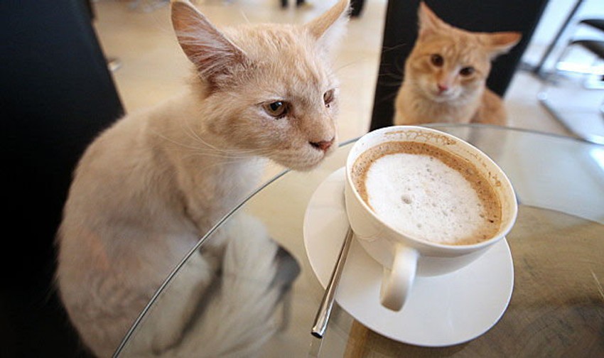 Azijski trend u Beču - mačke piju kafu