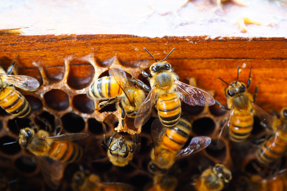 Od danas manji troškovi za pčelare: Na snagu stupa novi pravilnik