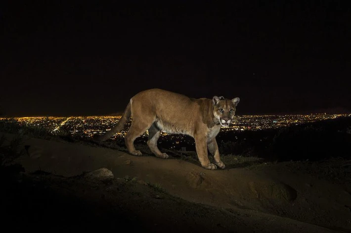 World Press Photo 2014: nagrodzone zdjęcia 