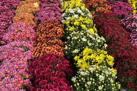 Stigle prve HRIZANTEME: Evo kako da vam JESENJE RUŽE cvetaju sve do prvih snegova