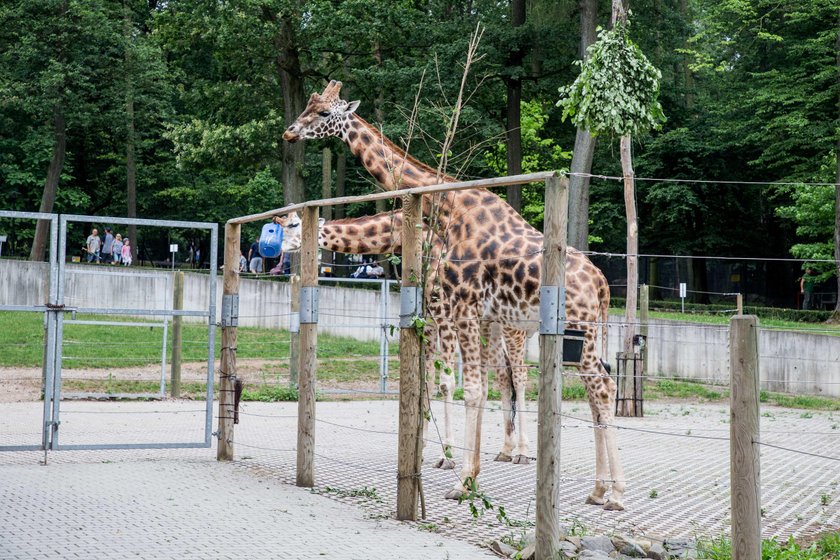 Odwiedź krakowskie zoo