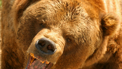 Egy 150 kilós medvével került szembe egy szlovén vadász – Így támadta meg őt az állat