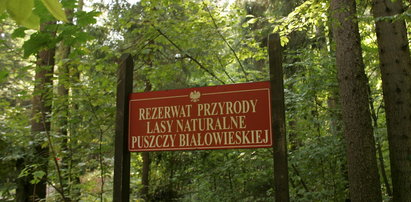 Wycinka Puszczy Białowieskiej. Kolejne ostrzeżenie dla Polski