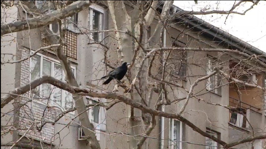 Vrane u Novom Sadu