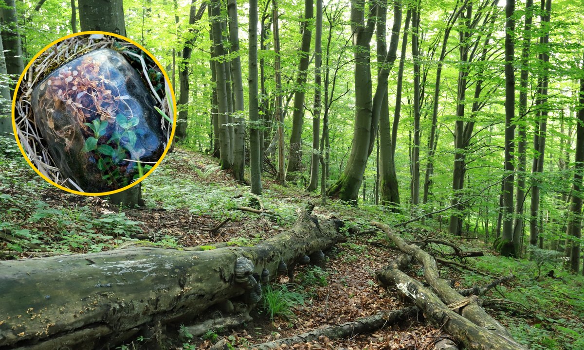 Nietypowe odkrycie w lesie pod Grotnikami. "Natura zrobiła coś niezwykłego"