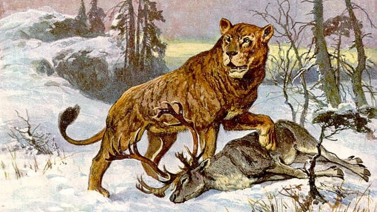 Na wschodzie Jakucji, na Syberii dokonano niezwykłego odkrycia. Naukowcom z Jakuckiej Akademii Nauk udało odnaleźć się świetnie zachowane szczątki dwóch młodych lwów jaskiniowych.