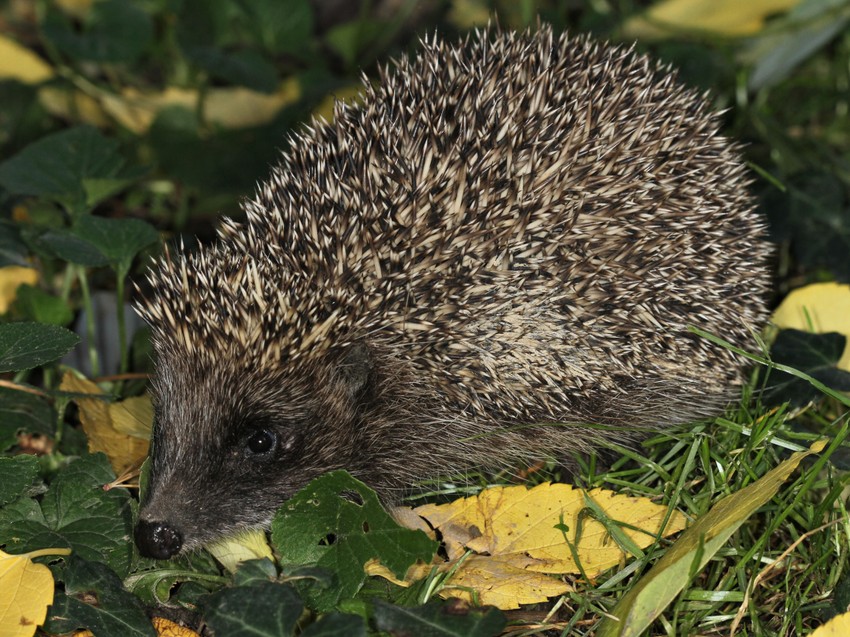 11 5 Erinaceus concolor